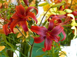 Foto: Dr. Peter Müller